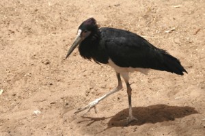 154.jpg