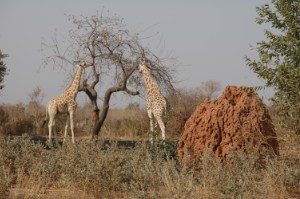 175.jpg