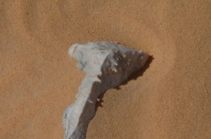 463.jpg