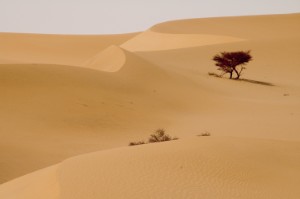 394.jpg