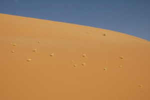 397.jpg